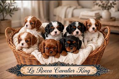 Cavalier king con Pedigree Enci e certificazioni 