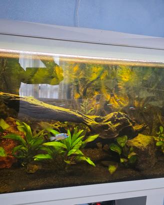 Acquario Amtra System 80x40x30 con filtro esterno 