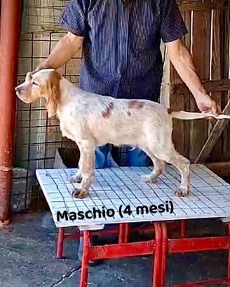 Cuccioli Setter Inglese Genealogia BASSANA