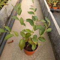 piante di mirtillo vaso 10 