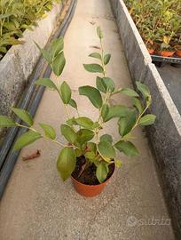 piante di mirtillo vaso 10 