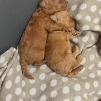 Splendida cucciola di barboncino Toy