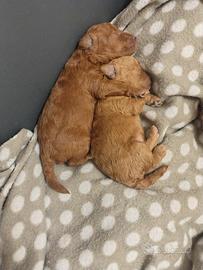 Splendida cucciola di barboncino Toy