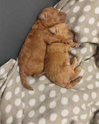 Cucciola di barboncino Toy con pedigree Enci