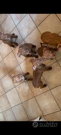 Cuccioli Pitbull