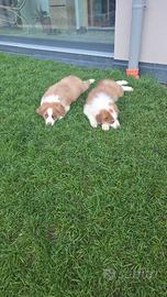 Cuccioli di Australian Shepherd disponibili
