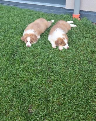 Cuccioli di Australian Shepherd disponibili