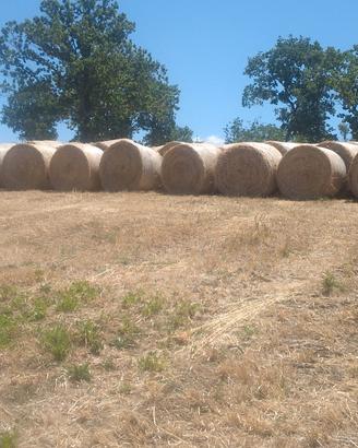 rotoli fieno di olietta, avena e sulla.