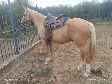 Cavallo
