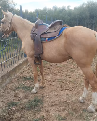 Cavallo