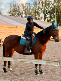 Mezza fida/fida cavalla salto ostacoli