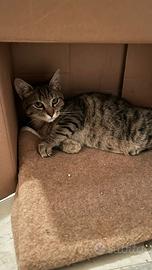 Lillo gattino 5 mesi