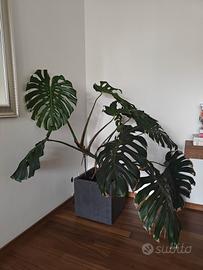 Pianta Monstera 
