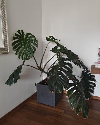 Pianta Monstera 