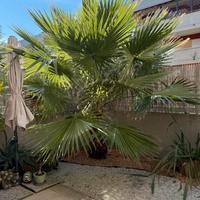 Washingtonia Adulta palma ornamentale sana Roma