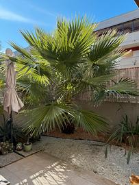 Washingtonia Adulta palma ornamentale sana Roma