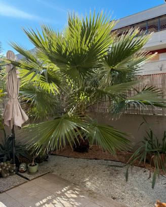 Washingtonia Adulta palma ornamentale sana Roma