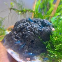 Neocaridina davidi Blue Dream