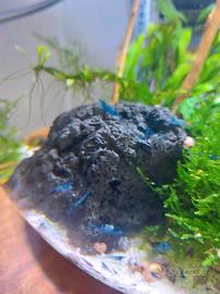 Neocaridina davidi Blue Dream