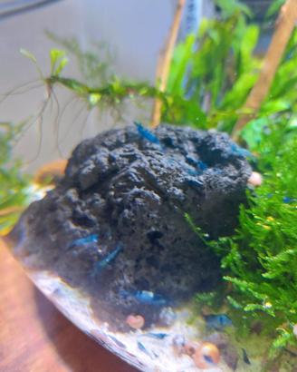 Neocaridina davidi Blue Dream
