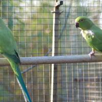 Coppia parrocchetti dal collare