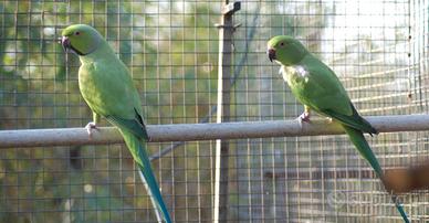 Coppia parrocchetti dal collare