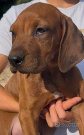 Rhodesian Ridgeback
