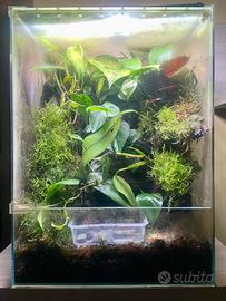 Teca Paludario Terrario