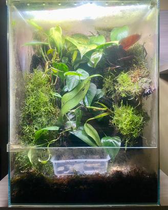 Teca Paludario Terrario