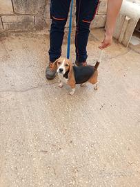 Beagle Elizabeth