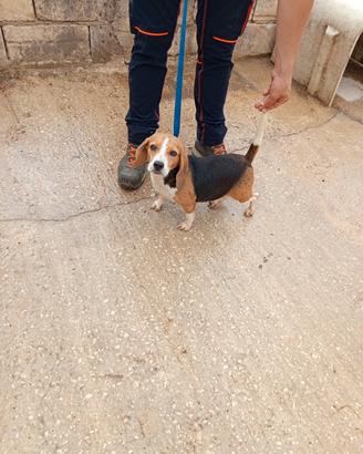 Beagle Elizabeth