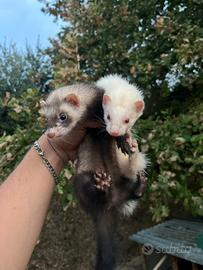Furetti