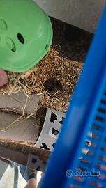 Topo pigmeo africano(mus minutoides)