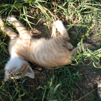 Micio di 2 mesi