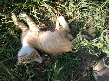 Micio di 2 mesi
