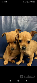 Pinscher