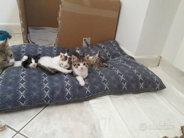 Gattini vari colori nati 31 marzo