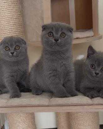Scottish fold e straight