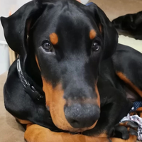 Dobermann 3 mesi