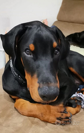 Dobermann 3 mesi