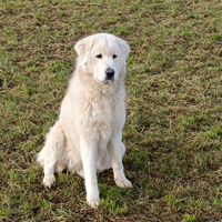Cuccioli di pastore maremmano