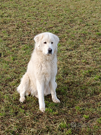 Cuccioli di pastore maremmano