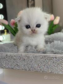 Gattino British Long-Hair (Maschio)