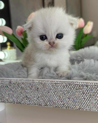 Gattino British Long-Hair (Maschio)