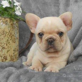 Bulldog francese bianco