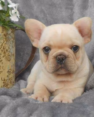 Bulldog francese bianco