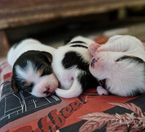 Jack russel terrier