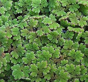 Azolla Caroliniana - piante acquatiche
