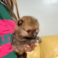 Mini pomerania
