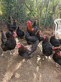 Galline marans